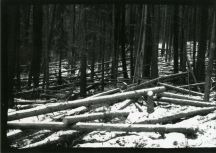 Tree thinning, probably part of fire smart operations, 5x7 w/210mm, Kentmere VG paper, Dektol 1:2