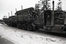 Lots of trucks moving wood, OM-2n 24mm, Arista ultra 100, A76 1:1